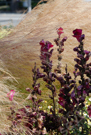 nature.california